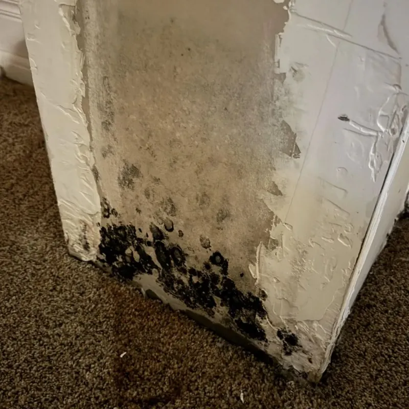 Professional Mold Removal in Cooper, TX